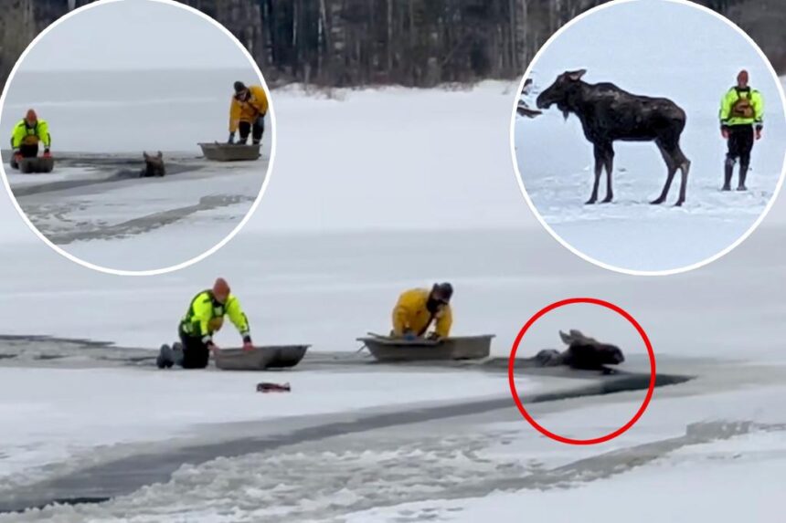 How to pull a 1,000-pound moose from a frozen lake, according to rescuers who did it: ‘No training manual for getting moose out of the ice’